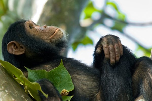 chimp trekking in Rwanda