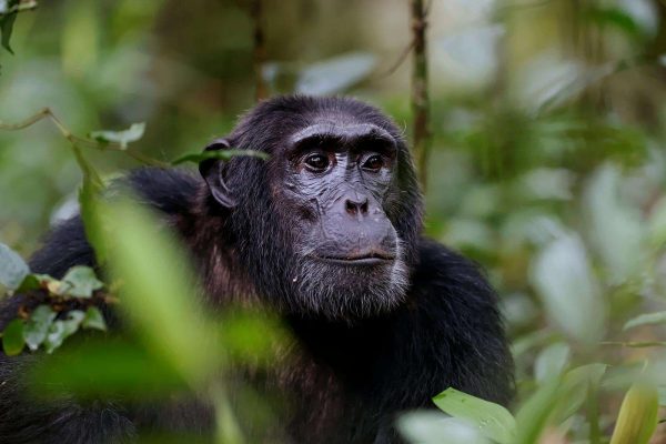 chimpanzee trekking in Nyungwe Forest National Park.