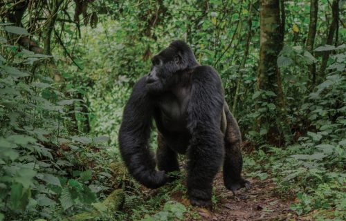 Best Mountain Gorilla Trekking in Rwanda