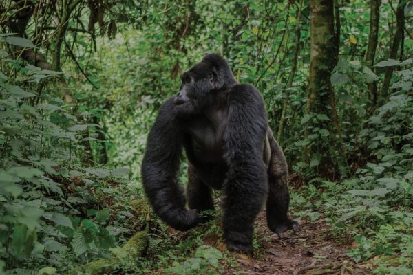 Best Mountain Gorilla Trekking in Rwanda
