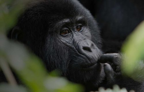 Bwindi Impenetrable Forest National Park in Uganda