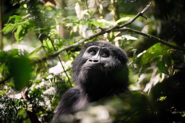 Gorilla Trek in Bwindi