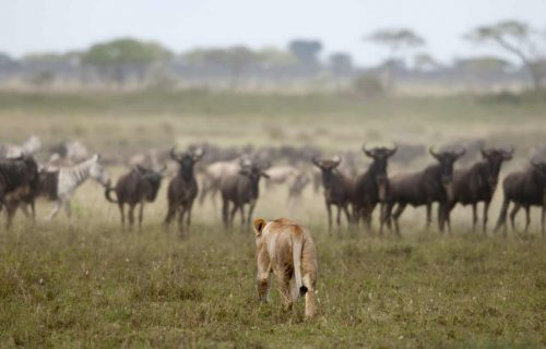 Great Migration in Tanzania