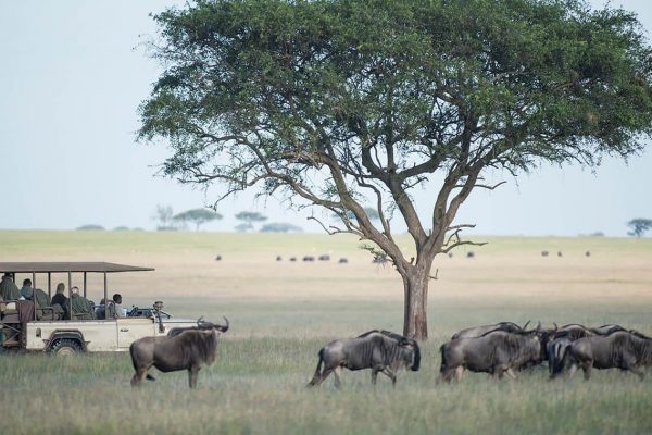 Grumeti Reserve in Serengeti National Park