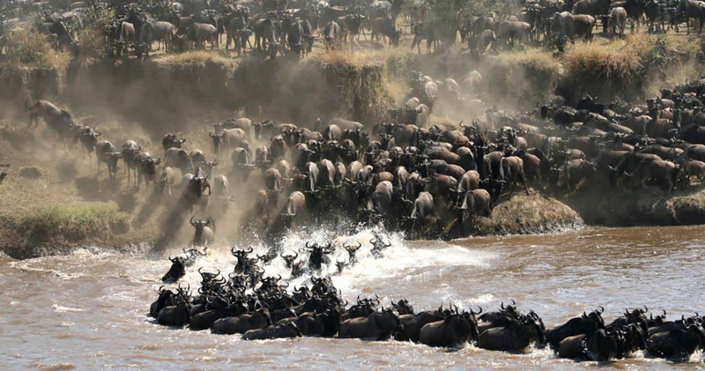 The Serengeti Migration