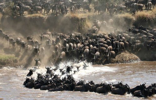 The Serengeti Migration