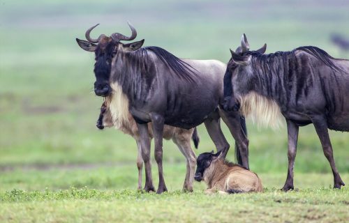 Great Migration in Tanzania