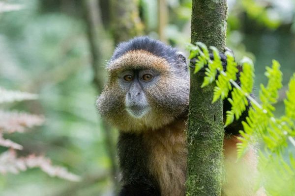 endemic golden monkey