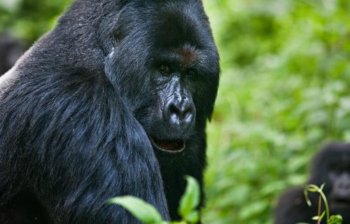Gorilla Tracking Adventure in Rwanda