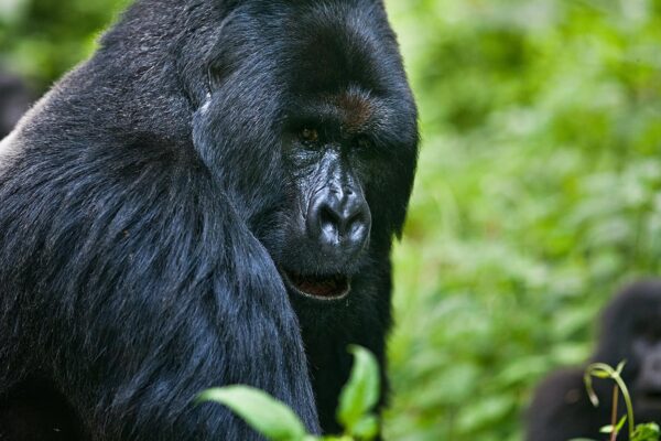 Gorilla Tracking Adventure in Rwanda