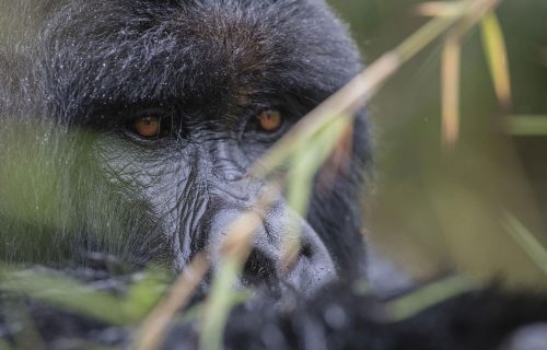 gorilla trekking experience in Volcanoes National Park