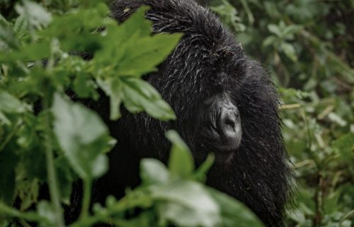 Mountain Gorilla Safaris in Rwanda