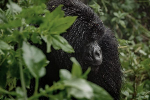Mountain Gorilla Safaris in Rwanda