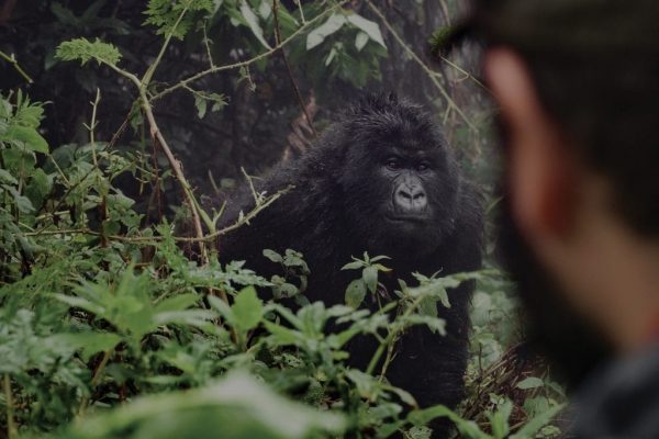 Mountain Gorilla Trekking in Rwanda