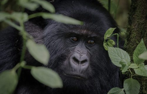 Mountain Gorilla Trekking in Rwanda