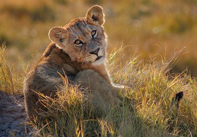 Botswana Wildlife Safari