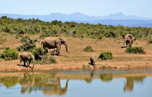 Safari in South Africa Zimbabwe and Botswana