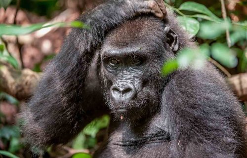 central African republic gorillas