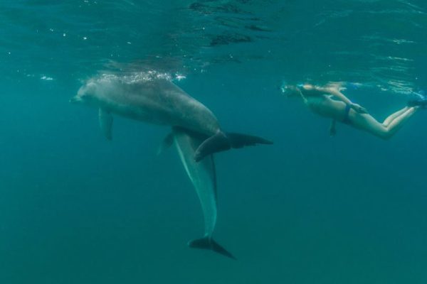 Dive with Dolphins at Ponta de Ouro.