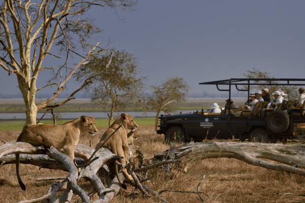 Game viewing in Gorongosa National Park