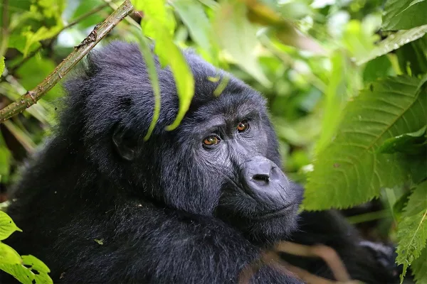 Primate safari Expeditions