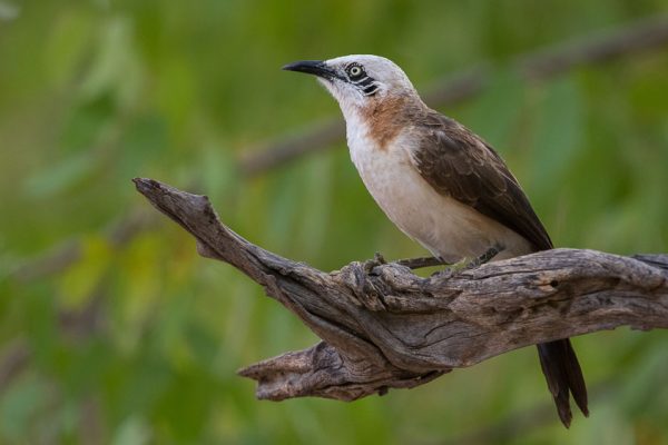 Birding in Namibia