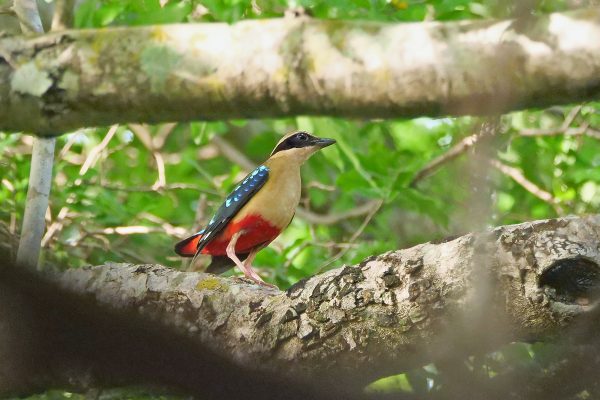 Birding in Zambia