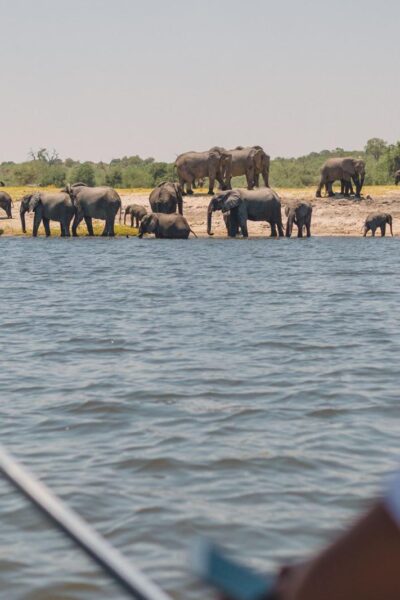 Desert & Delta Safaris