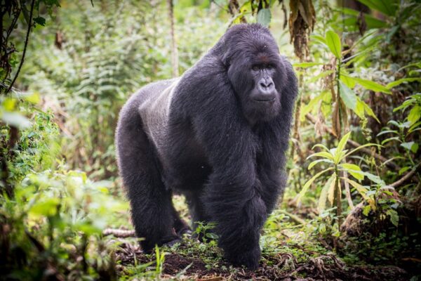 Eastern lowland gorillas in Kahuzi-Biega National Park