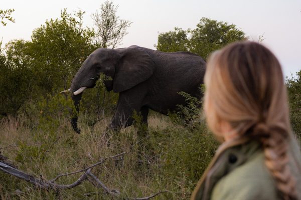 Elephant on Game Drive in South Africa