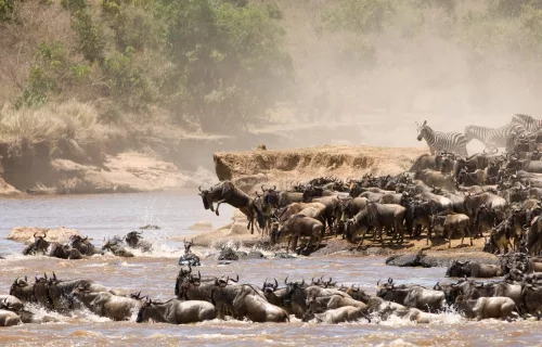 Great Wildebeest Migration crossing a river