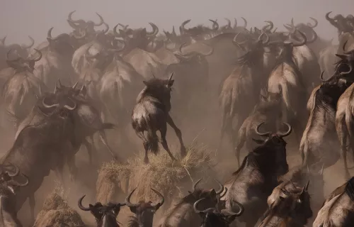 Herd of Wildebeest running during the Great Migration