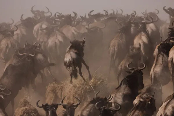 Herd of Wildebeest running during the Great Migration