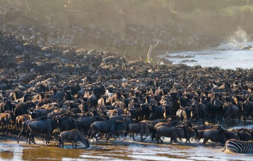 Masai Mara Wildebeest Migration Kenya