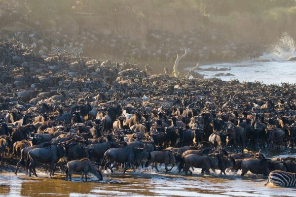 Masai Mara Wildebeest Migration Kenya