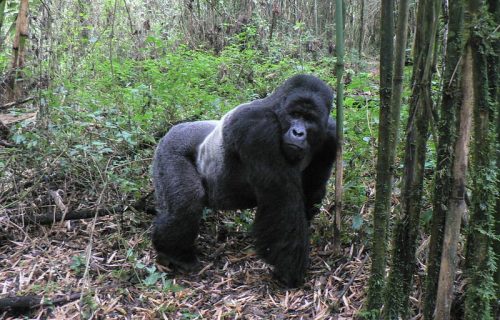 Mountain Gorillas in Virunga National Park