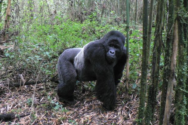 Mountain Gorillas in Virunga National Park