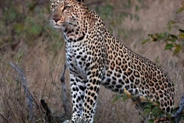 Simbavati Lodge Collection Tours & Safaris