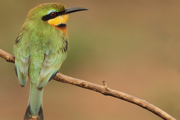 birding in Botswana
