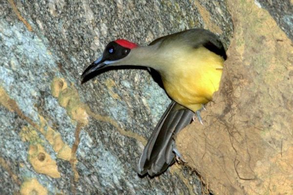 Birding in Cameroon