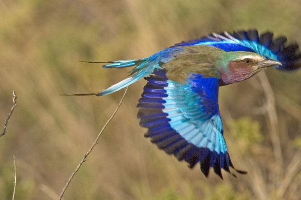 birding in Kenya