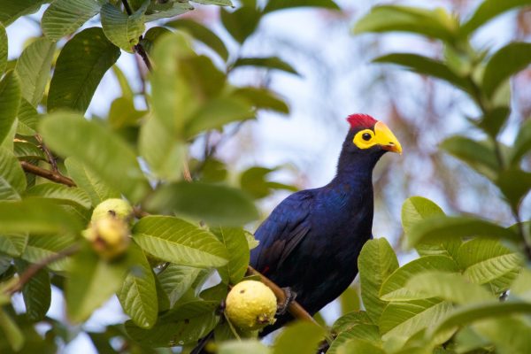 birding in Rwanda