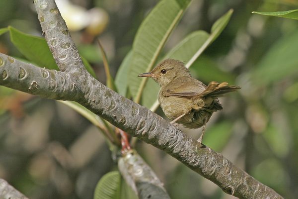 Birding in Seychelles