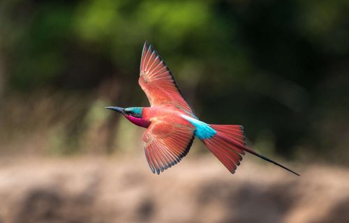 Birding in Zimbabwe
