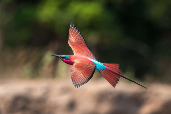 Birding in Zimbabwe