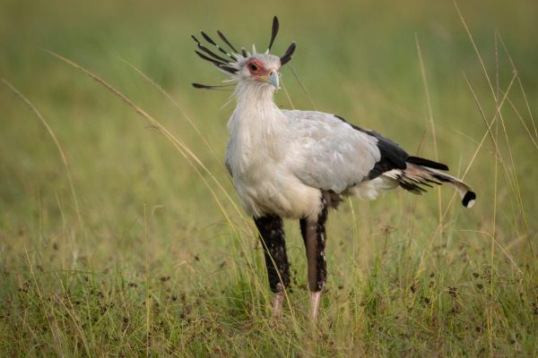 Birding in Ethiopia