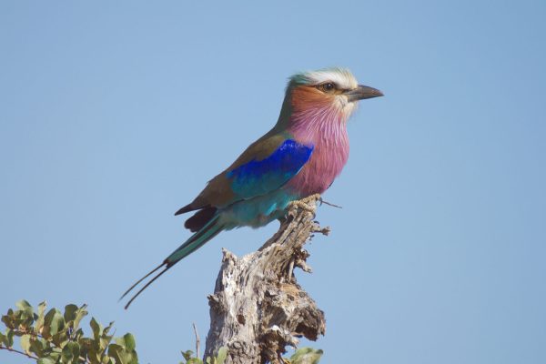 Birding in South Africa