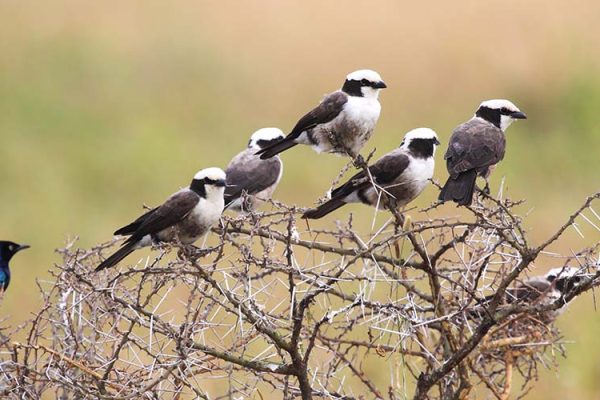 birding in Tanzania