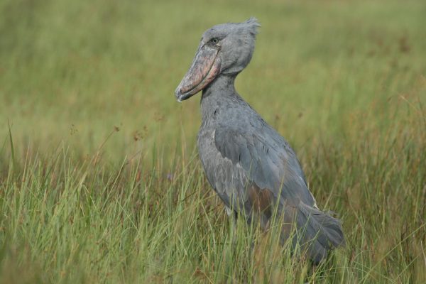 Birding in Uganda