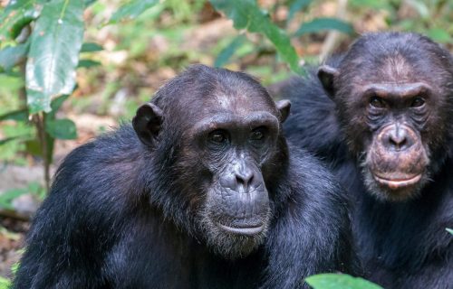 chimpanzees in Tanzania
